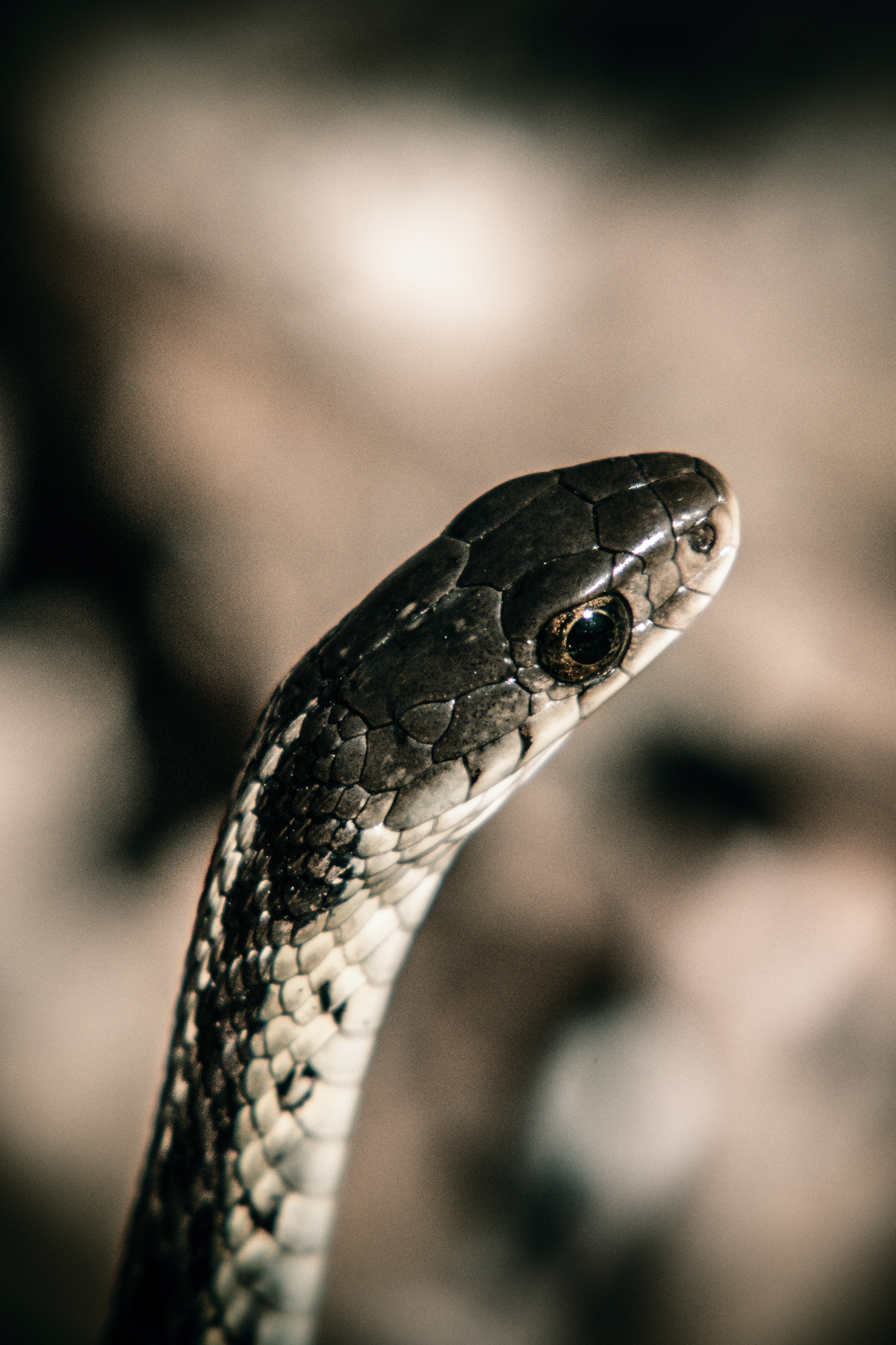 Garter Snakes Facts